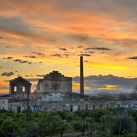 אורחן Orange Vibes פאטרנה